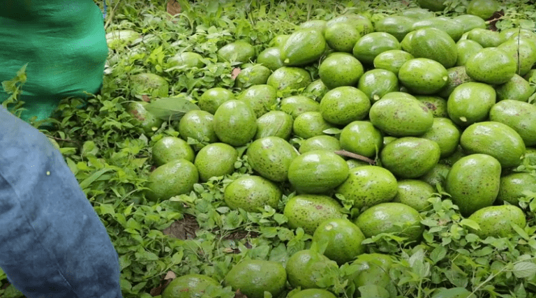 Venezuela exporta cinco mil kilos de aguacate a la Federación de Rusia